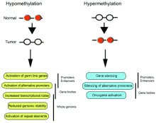 a diagram of hypomethylation and hypermethylation with arrows pointing in opposite directions