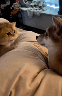 a dog and a cat are sitting on a bed looking at each other