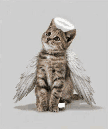 a cat with angel wings and a halo on its head is sitting on a table .