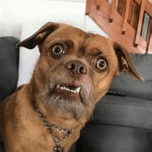 a brown dog with a beard is sitting on a couch and making a funny face .