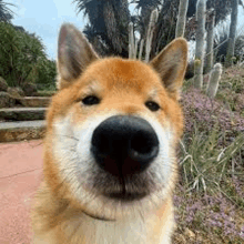 a close up of a dog 's nose looking at the camera with trees in the background .