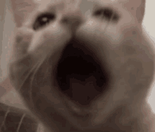 a close up of a cat with its mouth wide open .