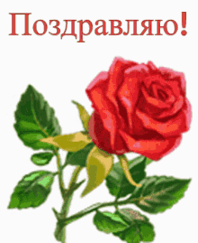 a red rose with green leaves is on a white background with the text поздравляю