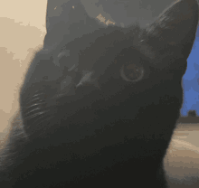 a close up of a black cat 's face with a blurry background