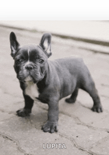 a french bulldog puppy named lupita is standing on the sidewalk