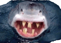 a close up of a shark 's mouth and teeth