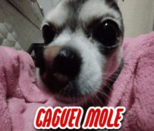 a close up of a dog laying on a pink blanket with caguei mole written in red