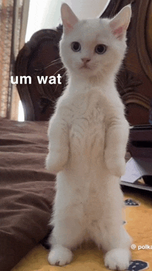 a white cat standing on its hind legs with the caption " um wat "