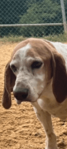 a brown and white dog is standing in a dirt field looking at the camera .