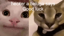 a picture of two cats with the caption " hecker a beluga says good luck " on the bottom