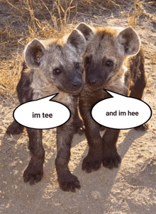 two hyena cubs are standing next to each other with speech bubbles that say im tee and im hee