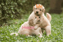 two puppies are hugging each other with the word helen on the bottom right