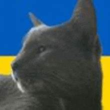 a cat is laying down in front of a blue and yellow flag .