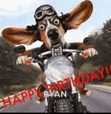 a dog is riding a motorcycle with a helmet and goggles on .