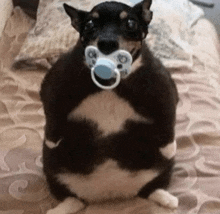 a dog with a pacifier in its mouth sitting on a bed