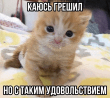 a kitten is sitting on a bed with a caption in a foreign language