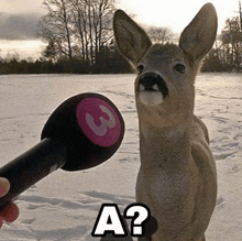 a person is holding a microphone in front of a deer that says a2