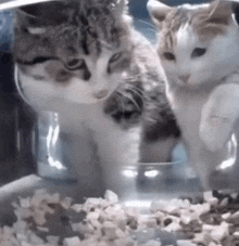 two cats are standing next to each other looking at a bowl of food