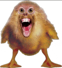 a monkey that looks like a chicken with its mouth wide open