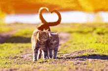 two cats are standing next to each other on a dirt road making a heart shape with their tails .