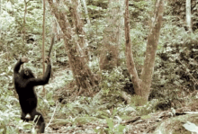 a monkey is swinging from a tree branch in the jungle