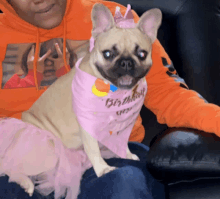 a french bulldog wearing a birthday outfit