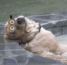 a dog wearing a pair of minions goggles is swimming in a pool