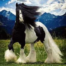 a black and white horse standing in a grassy field with mountains in the background