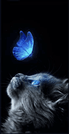 a cat with blue eyes is looking up at a blue butterfly on its head .