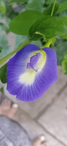 a close up of a purple flower with green leaves