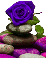 a purple rose is on top of a pile of rocks