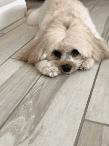 a small dog is laying down on a tiled floor