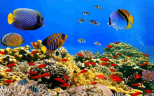 a coral reef with lots of fish swimming around