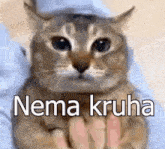 a cat is sitting on a person 's lap and looking at the camera with a caption that says nema kruha .