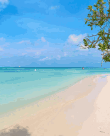 a beach with a tree in the foreground and the ocean in the background