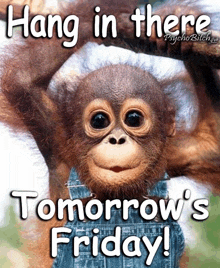 a picture of a monkey with the words hang in there tomorrow 's friday on it