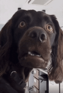 a close up of a dog 's face with its mouth open