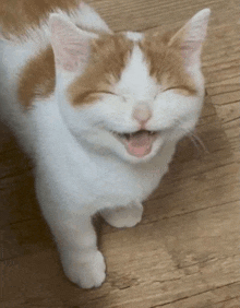 a white and orange cat is walking on a wooden floor with its mouth open .