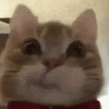 a close up of a cat wearing a red bow tie covering its mouth .