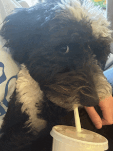 a black and white dog drinking from a plastic cup