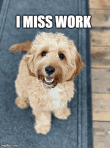 a picture of a dog with the caption i miss work on it