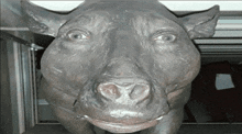 a close up of a statue of a dog with a very large nose