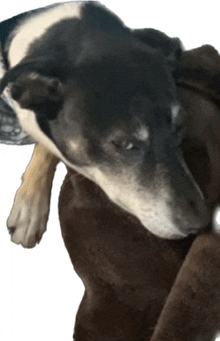 a close up of a dog 's head with a white background