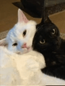 a white cat and a black cat are laying next to each other on the floor .