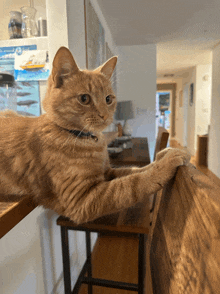 a cat is laying on a wooden table with a poster of whales on the wall behind it