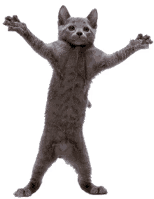 a gray cat standing on its hind legs with its paws outstretched