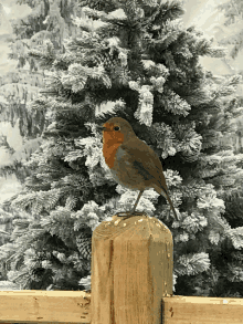 a small bird perched on a wooden post in front of a snow covered christmas tree