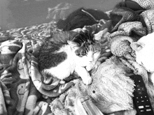 a black and white photo of a cat sleeping on a bed