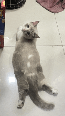 a cat is laying on its back on a tiled floor