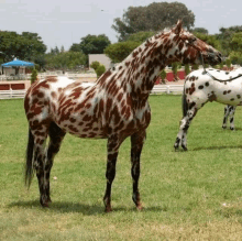 a brown and white spotted horse standing in a field